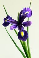 iris flower in spring