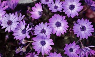 purple flower spring nature
