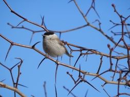 Black-winged tit sitting on a branch