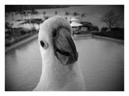 black and white portrait of a cockatoo