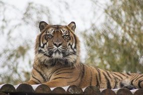 tiger like carnivore