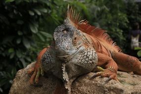 iguana on stone lizard reptiles