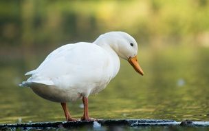 Beautiful, white duck near the water with reflections of the plants