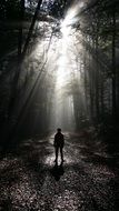 man on a forest trail in bright light