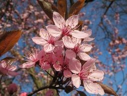 pink tree blossom close up