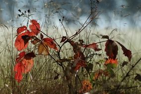 autumn bright bush among high grass