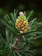 young pine cone