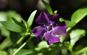 purple periwinkle with green leaves in the garden