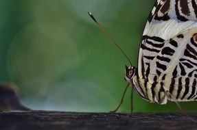 butterfly with zebra print close-up on blurred background