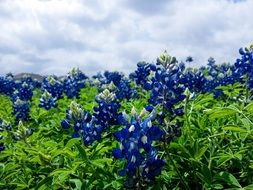 blue and white blooming lupin under grey clouds