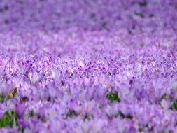 field of purple crocuses in spring close-up on blurred background