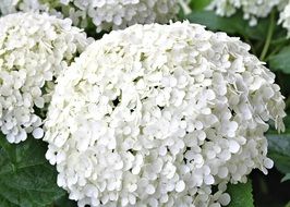 fragrant white hydrangea