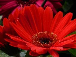 Colorful gerbera flowers
