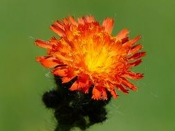 Bright orange flower of a wild plant