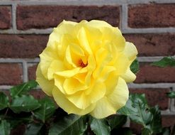 beautiful yellow rose in the garden