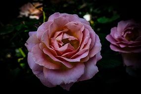 pink rose blossom macro view