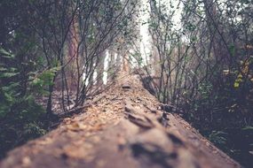 fallen brown tree trunk