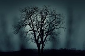 magnificent tree silhouette