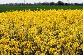 colorful field of rapeseeds