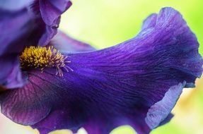 Blue orcide flower