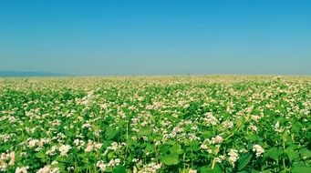 Beautiful green field with colorful flowers at blue sky background in spring