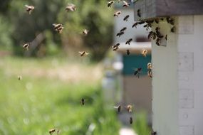 Bees in summer