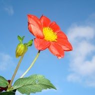 red dahlia flower on blue sky background