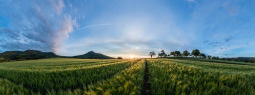 Beautiful green and yellow field at colorful sunset on the beautiful landscape