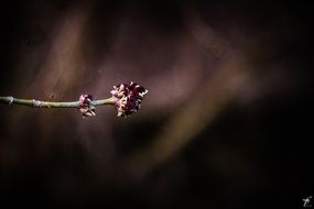 landscape of small plant in spring