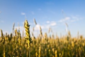 Colorful grain plants on the field in light
