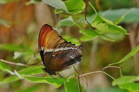 portrait of butterfly insect on green leaves