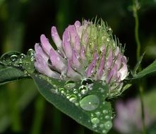 drops of water on a clover flower