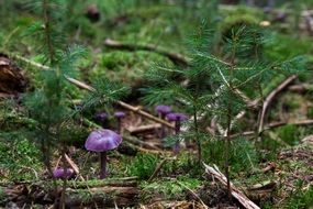 Violet laccaria in the beautiful forest