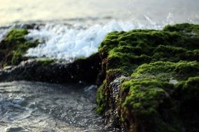dark green moss on stones by the ocean