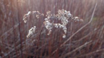 seedhead of dry plant in grass