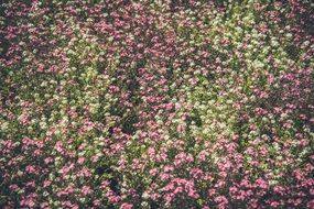 colorful flowers blooming field