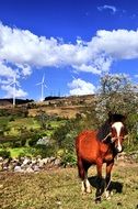 photo of horse in Honduras