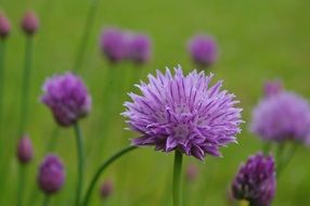 Close-up of bright purple bloom of green onions on blurred background