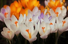 Crocus flowers in the garden in spring