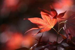 red autumn leaves close