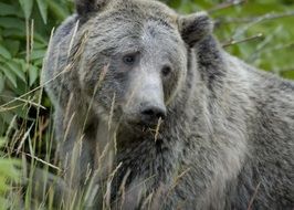 macro photo of a grizzly bear in the wild