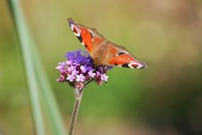 red peacock butterfly on purple flowers