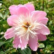beautiful delicate garden peony