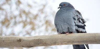 perched pigeon in cappodocia