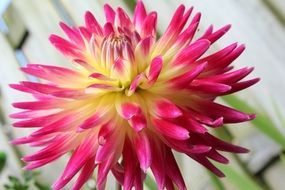 pink yellow flower petals
