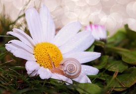 close snail shell in daisy