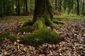 moss and fallen leaves on forest floor