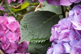 hydrangea leaf drop