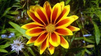 yellow-brown flower in the garden in July