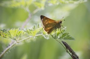 Butterfly with a brown color on the plant